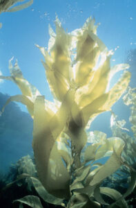 An Ocean of Health Image